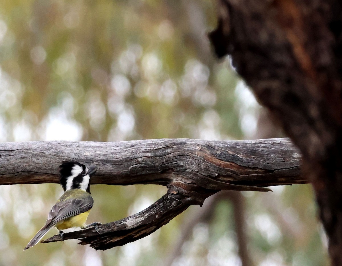 Eastern Shrike-tit - ML645341747