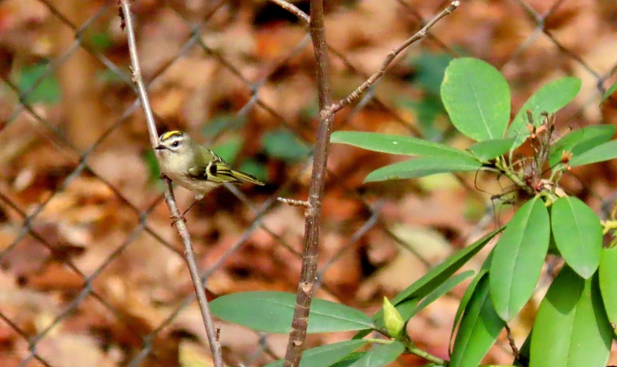 Golden-crowned Kinglet - ML645341750