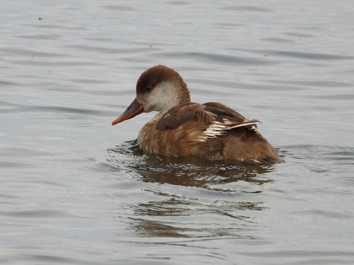 Red-crested Pochard - ML645341755