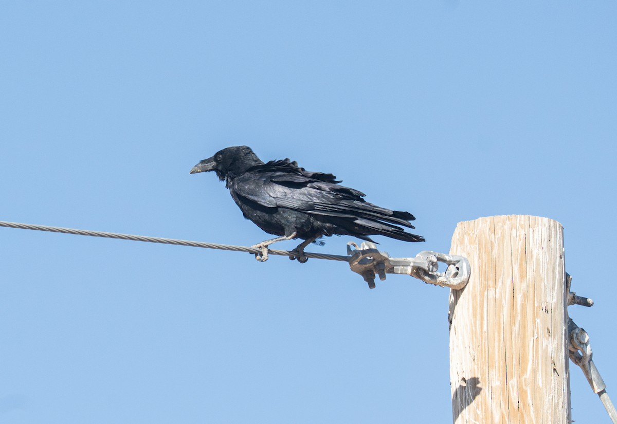 Chihuahuan Raven - ML645341760