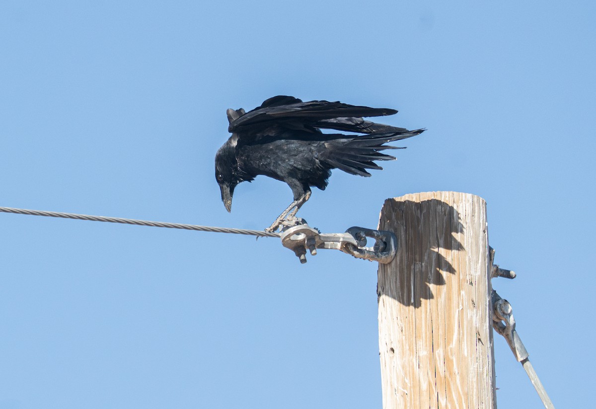 Chihuahuan Raven - ML645341761