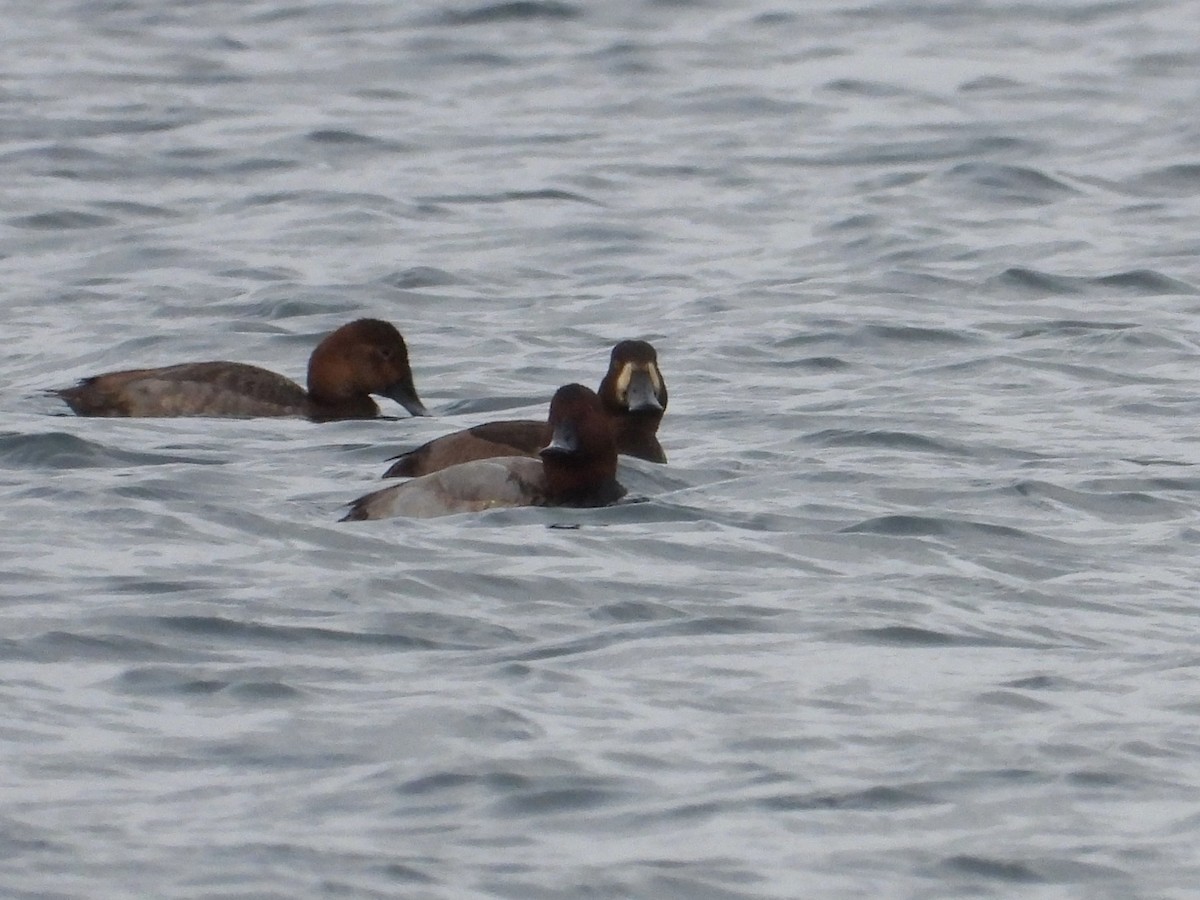 Greater Scaup - ML645341765