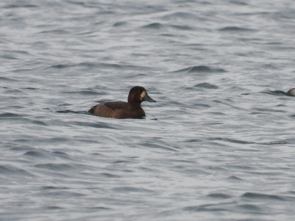 Greater Scaup - ML645341766