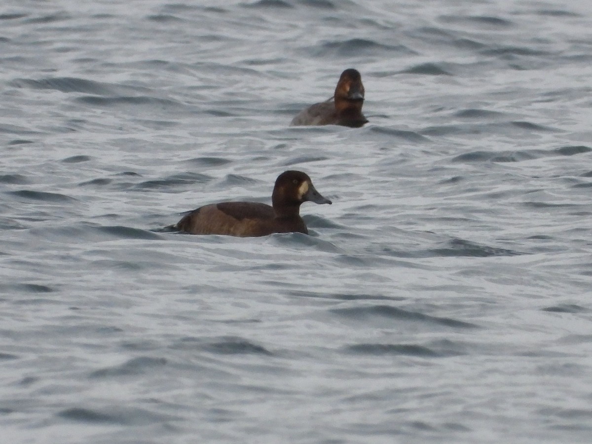 Greater Scaup - ML645341767