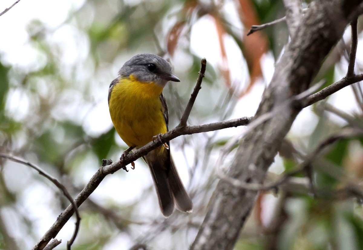 Eastern Yellow Robin - ML645341768