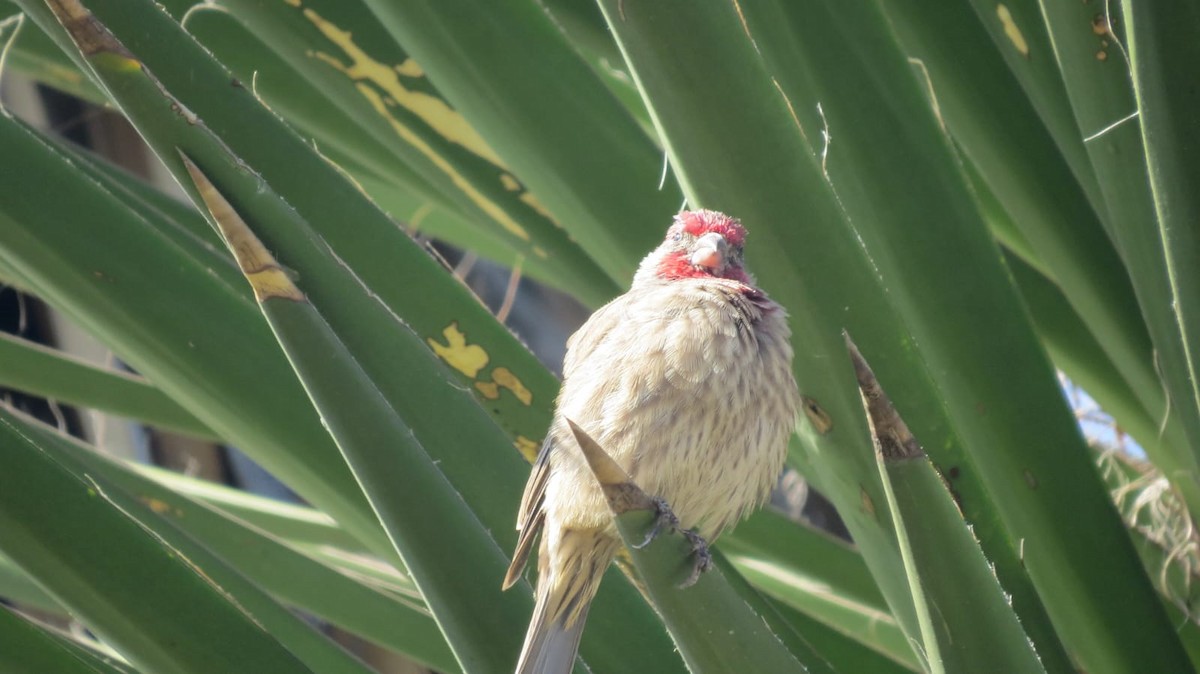 House Finch - ML645341777