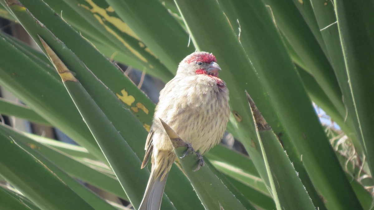 House Finch - ML645341778