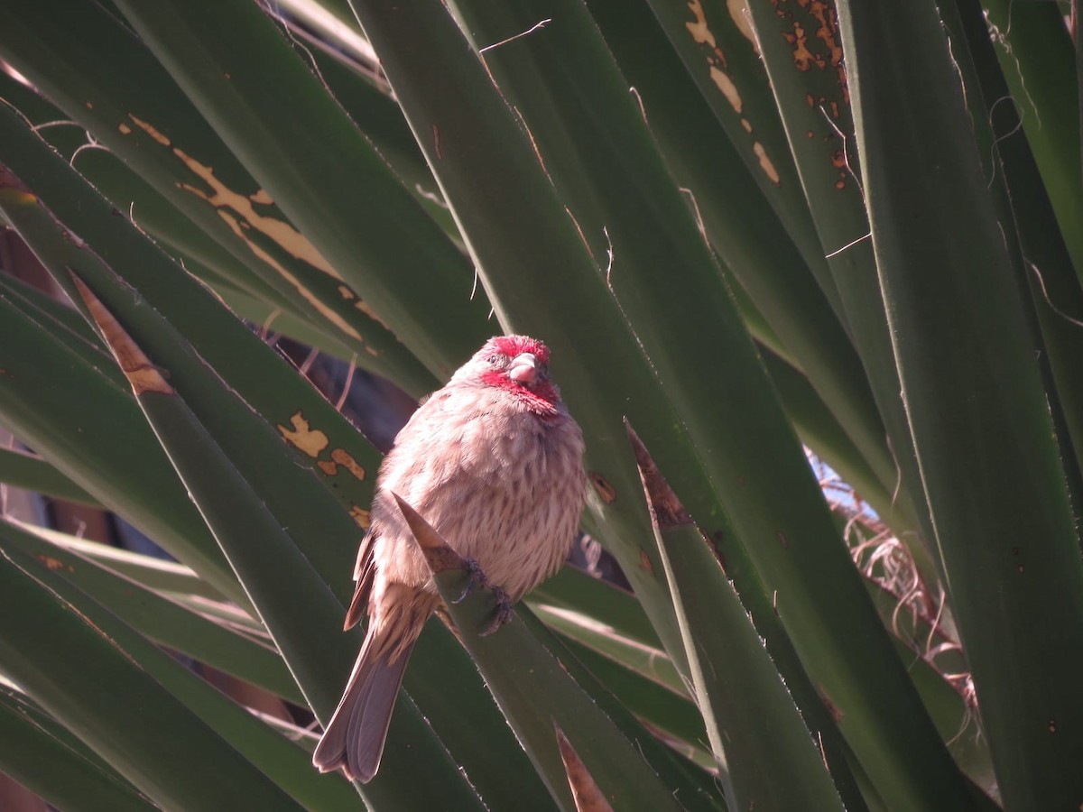 House Finch - ML645341779