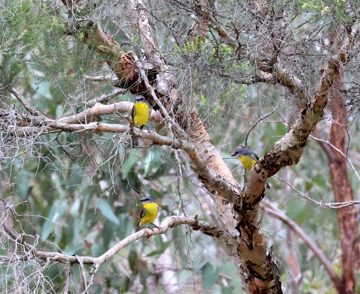 Eastern Yellow Robin - ML645341780