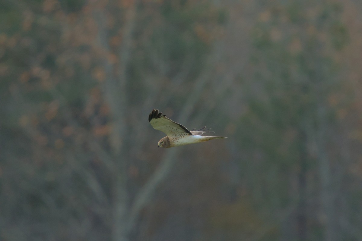 Northern Harrier - ML645341790