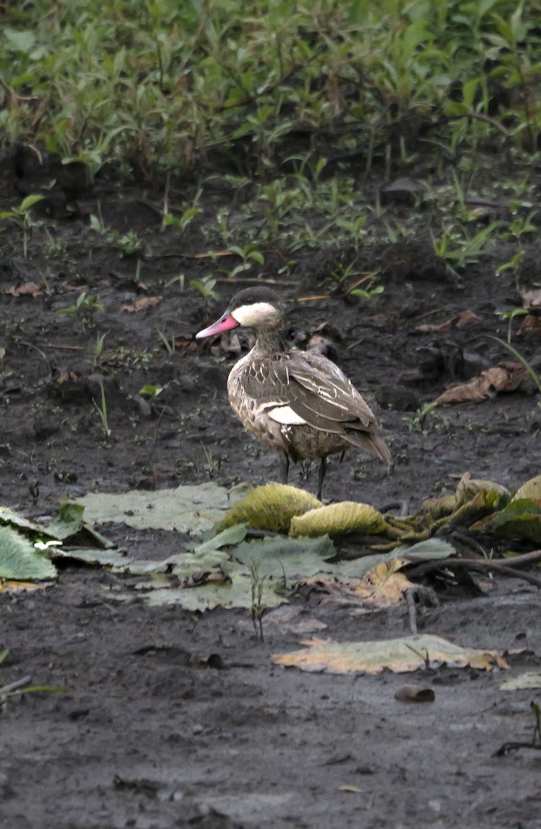 Ánade Piquirrojo - ML645341818