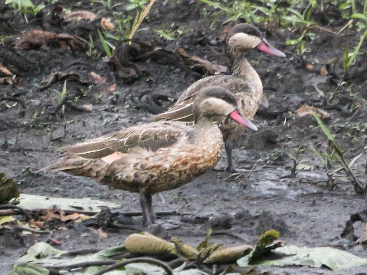 Ánade Piquirrojo - ML645341819