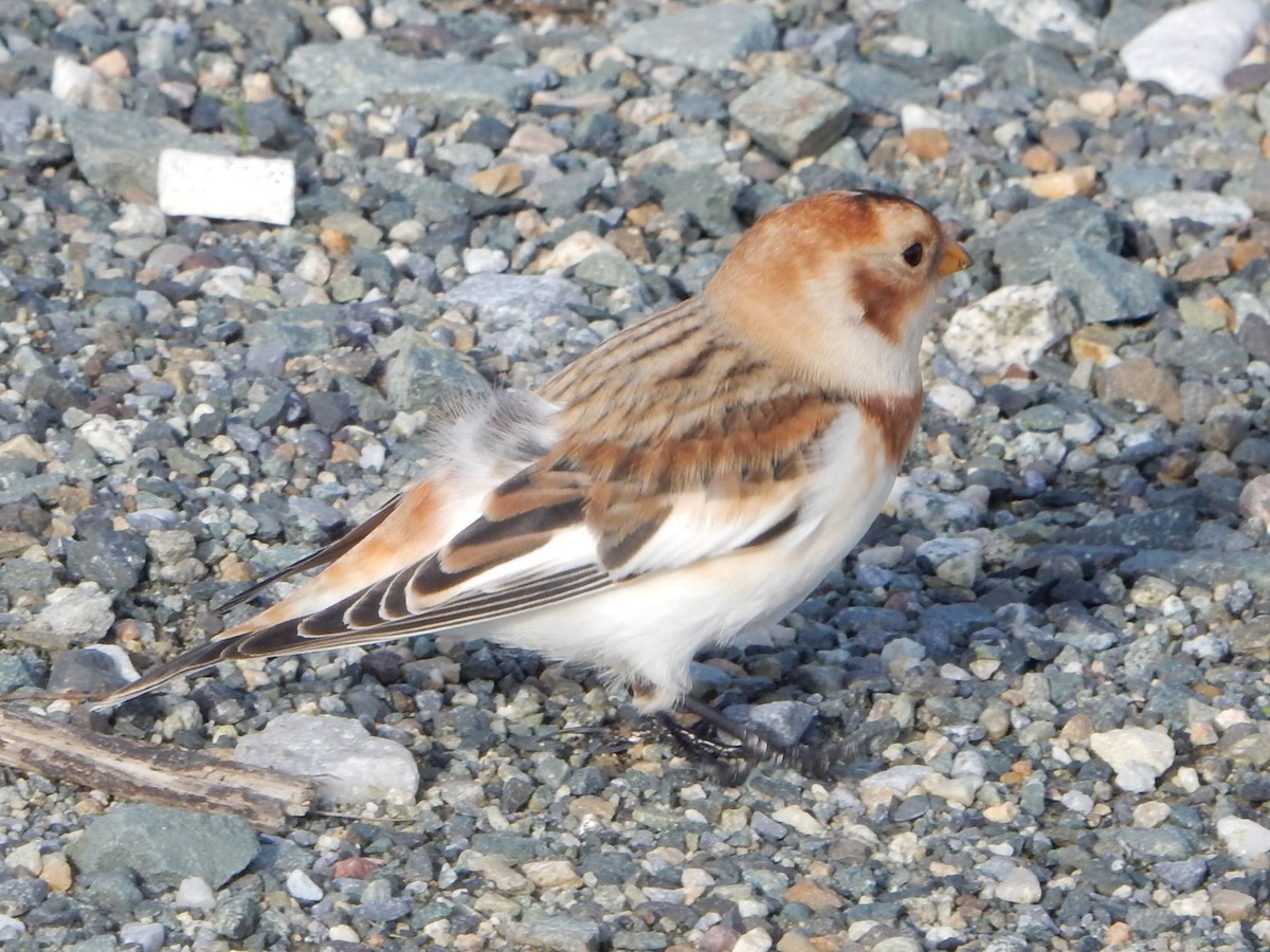 雪鵐 - ML645341826