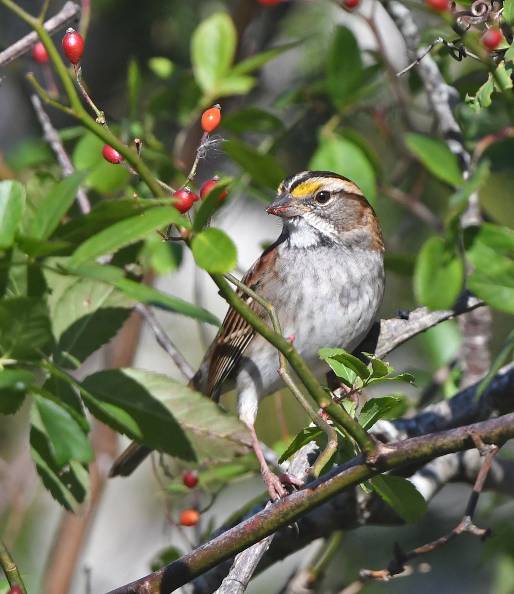 White-throated Sparrow - ML645341828