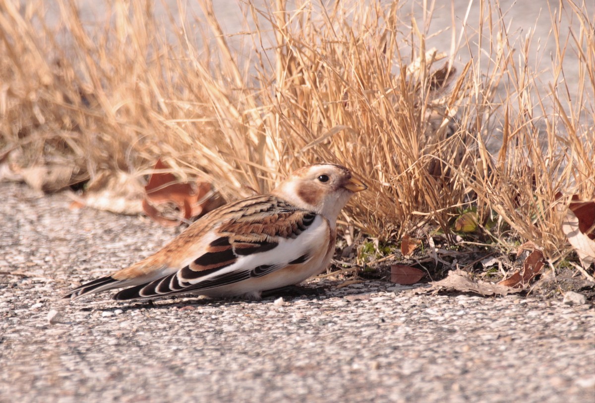 Snow Bunting - ML645341846