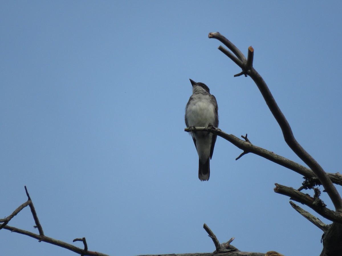 Tyran tritri - ML645341849