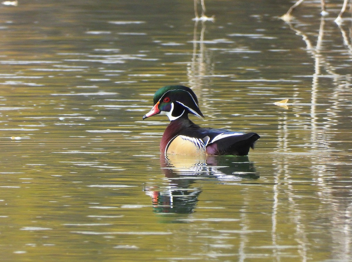 Canard branchu - ML645341863