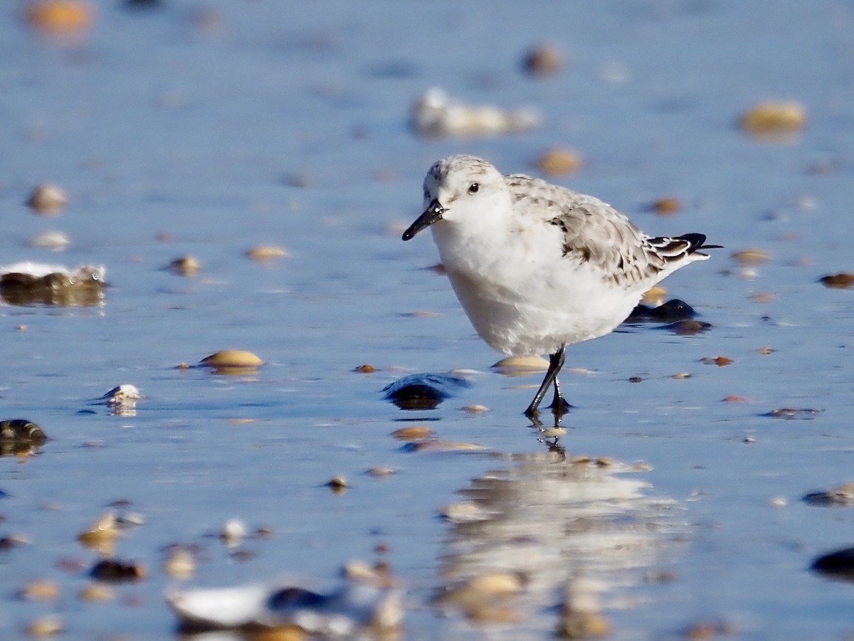 Sanderling - ML645341866