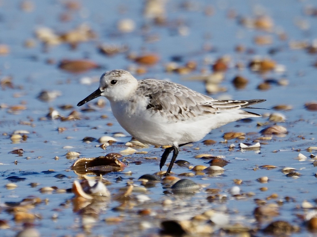 Sanderling - ML645341867