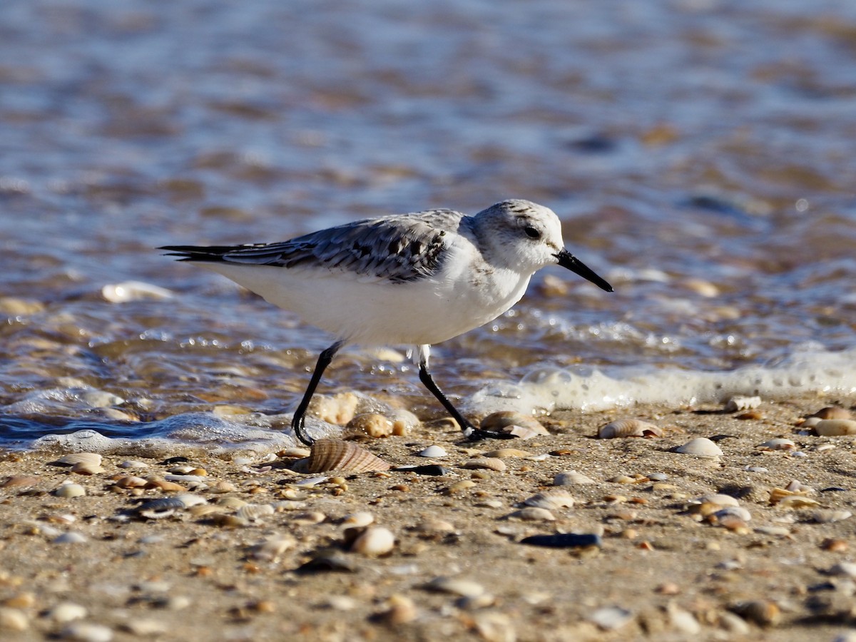 Sanderling - ML645341868