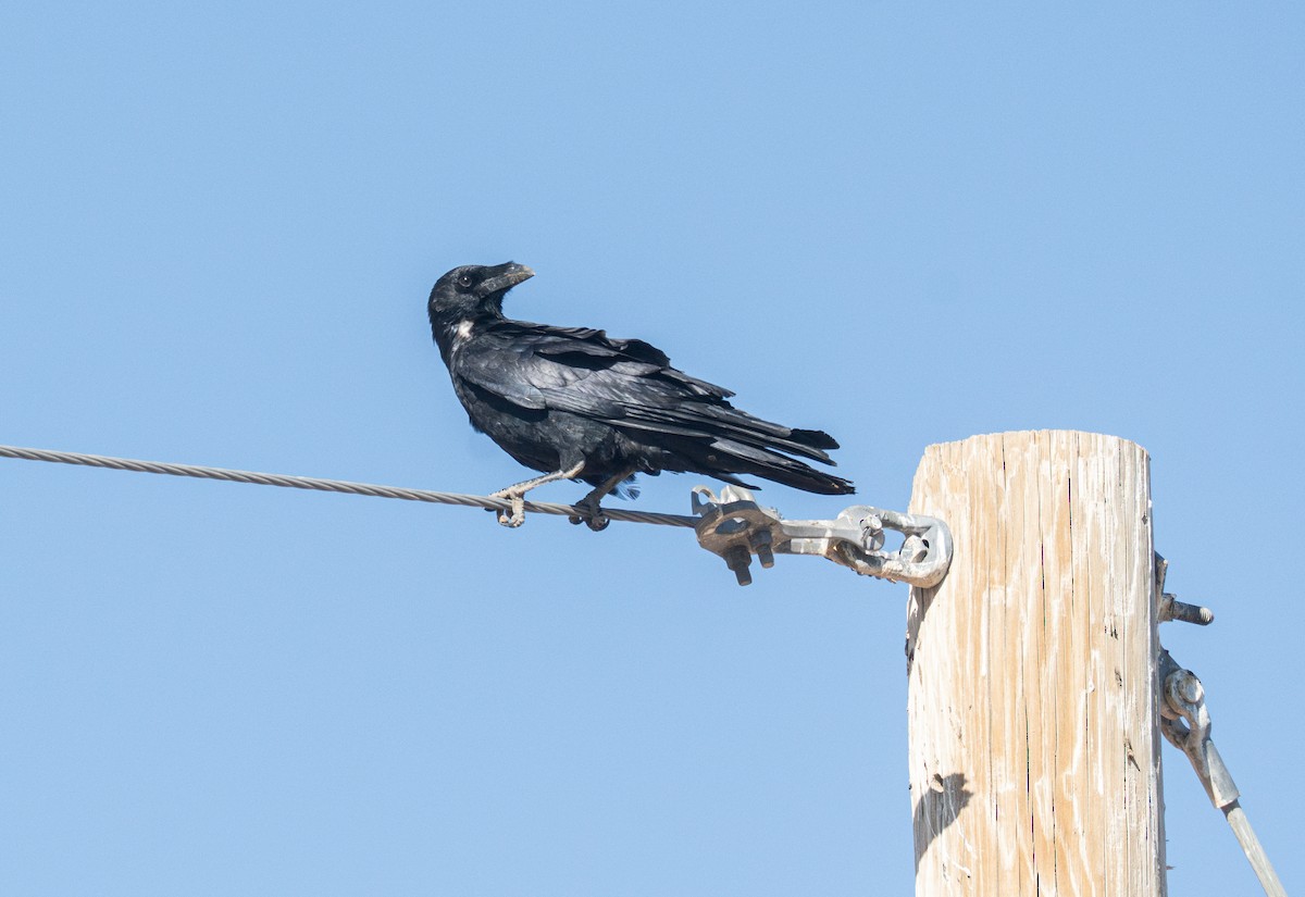 Chihuahuan Raven - ML645341871