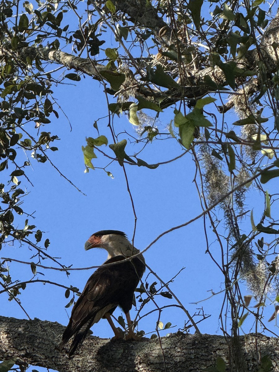 Crested Caracara - ML645341883