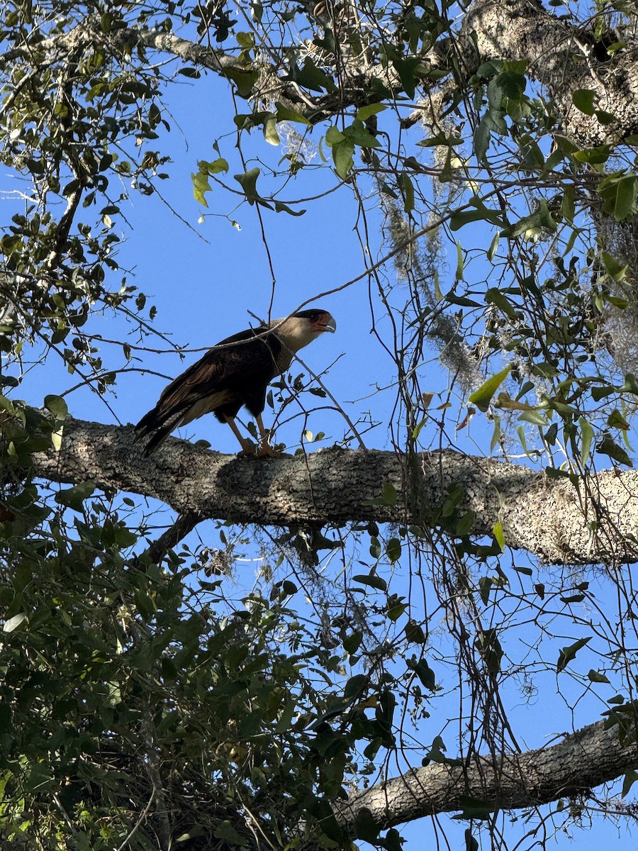 Crested Caracara - ML645341884