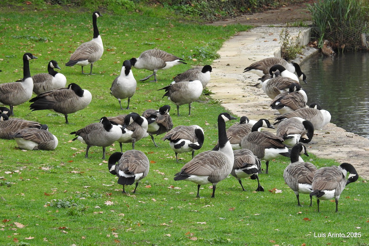 Canada Goose - ML645341895