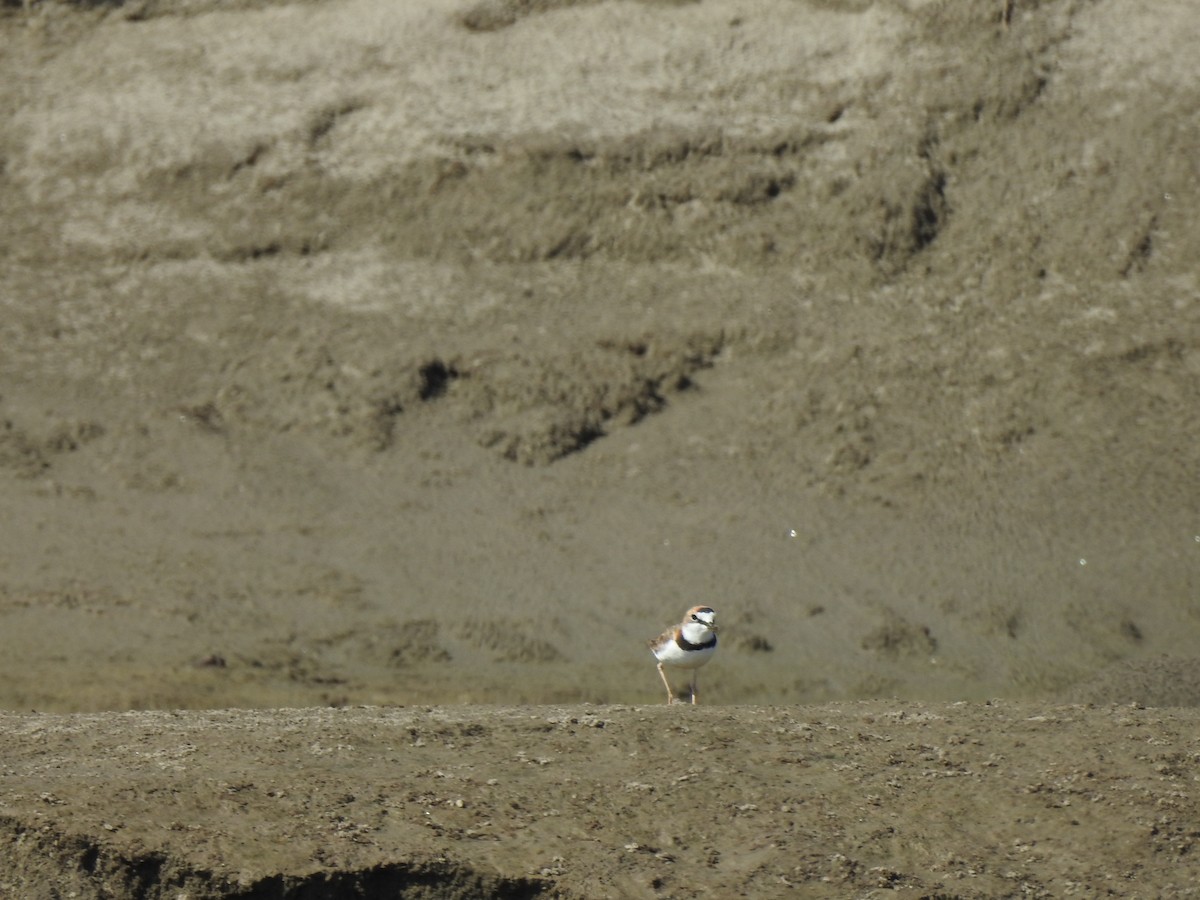 Collared Plover - ML645341897