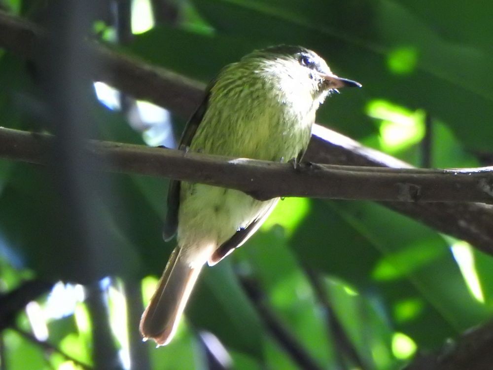 Olive-striped Flycatcher - ML645341914