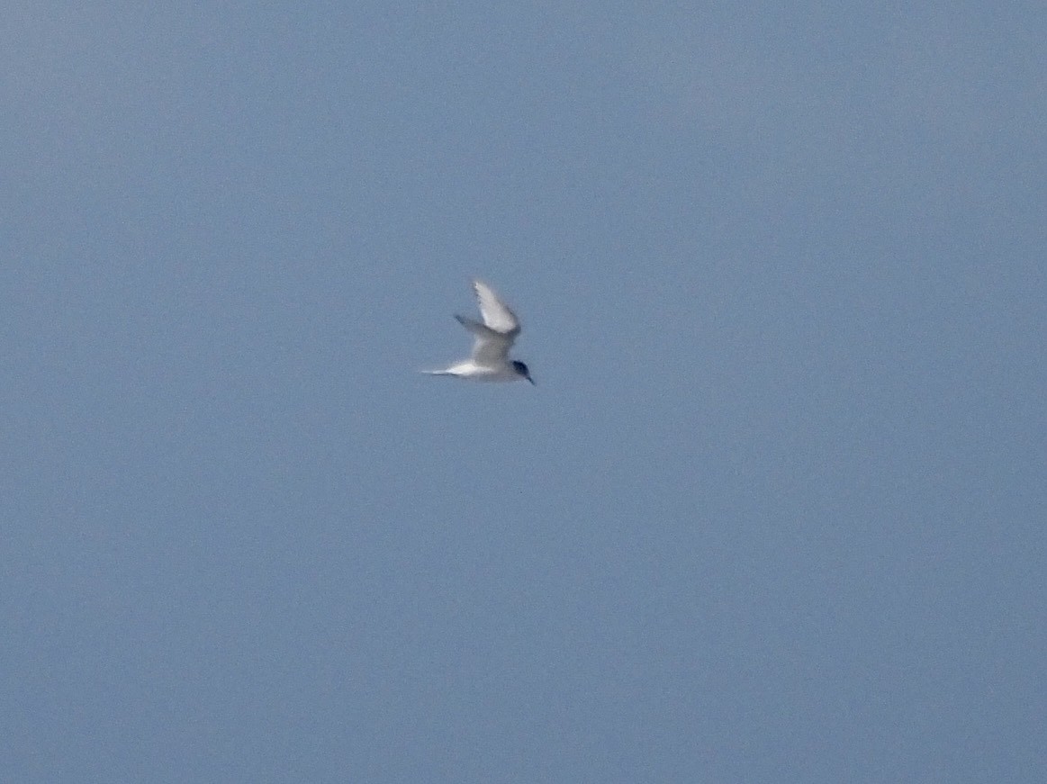 Küstenseeschwalbe - ML645341927