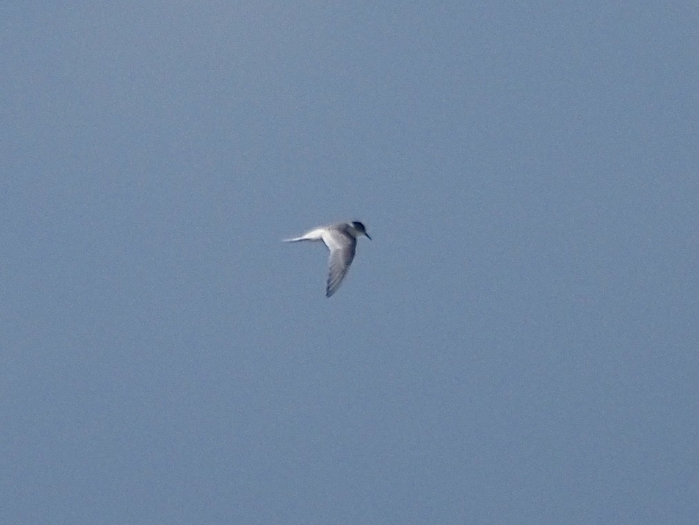 Küstenseeschwalbe - ML645341928