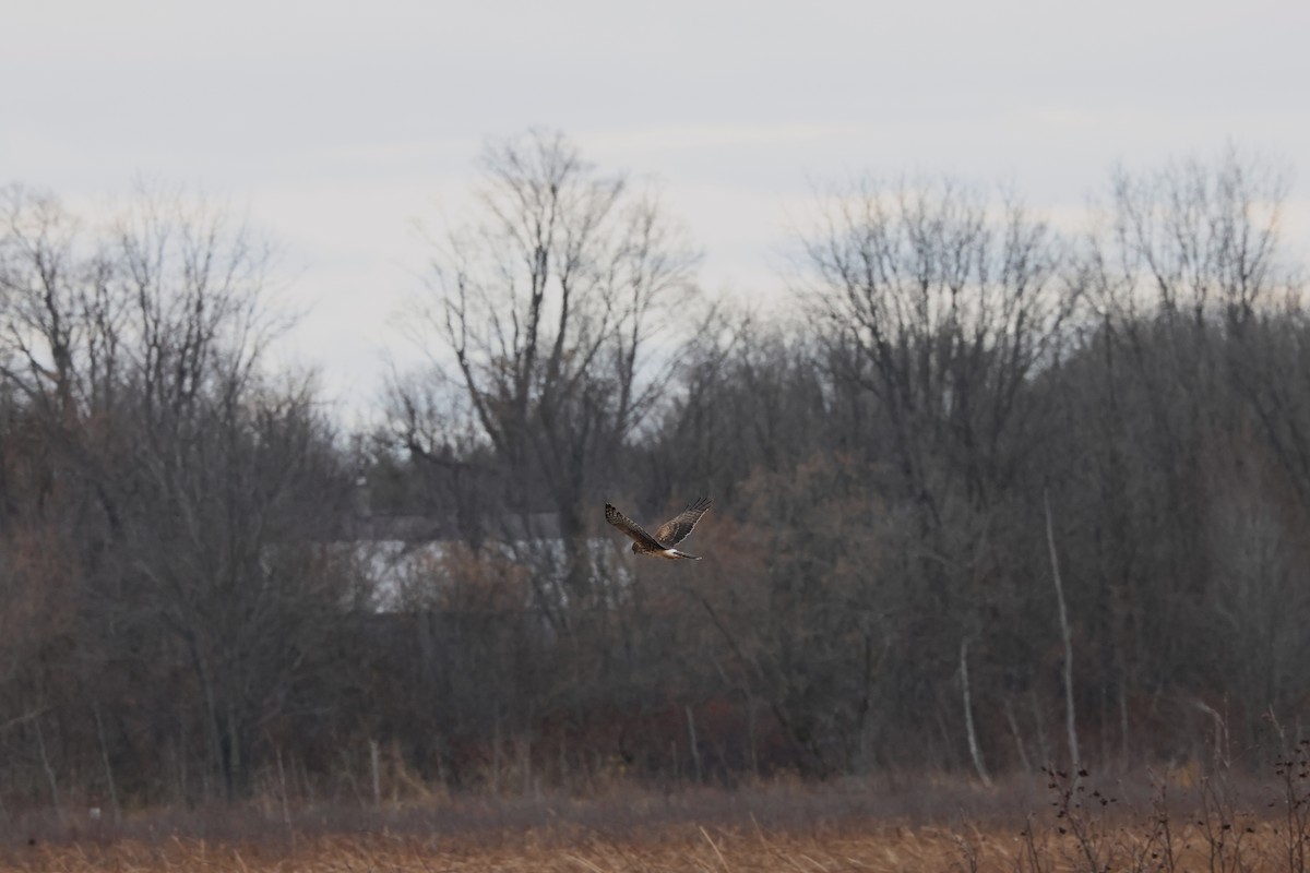 Northern Harrier - ML645341935