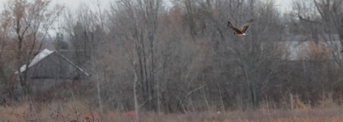 Northern Harrier - ML645341937