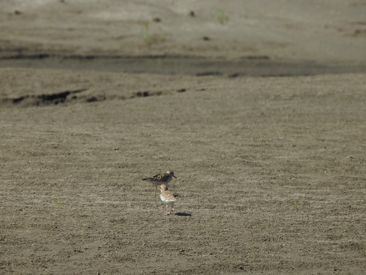 Collared Plover - ML645341949