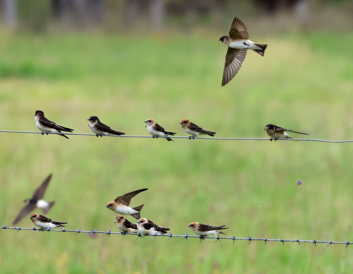 Fairy Martin - ML645341955