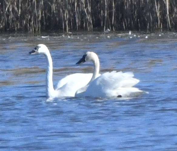 Tundra Swan - ML645341958