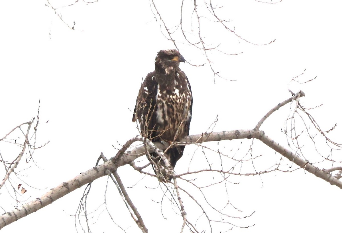 Bald Eagle - ML645341963