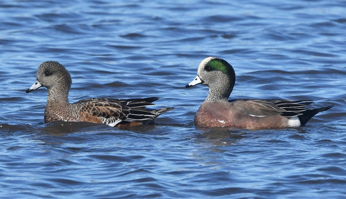 American Wigeon - ML645341965