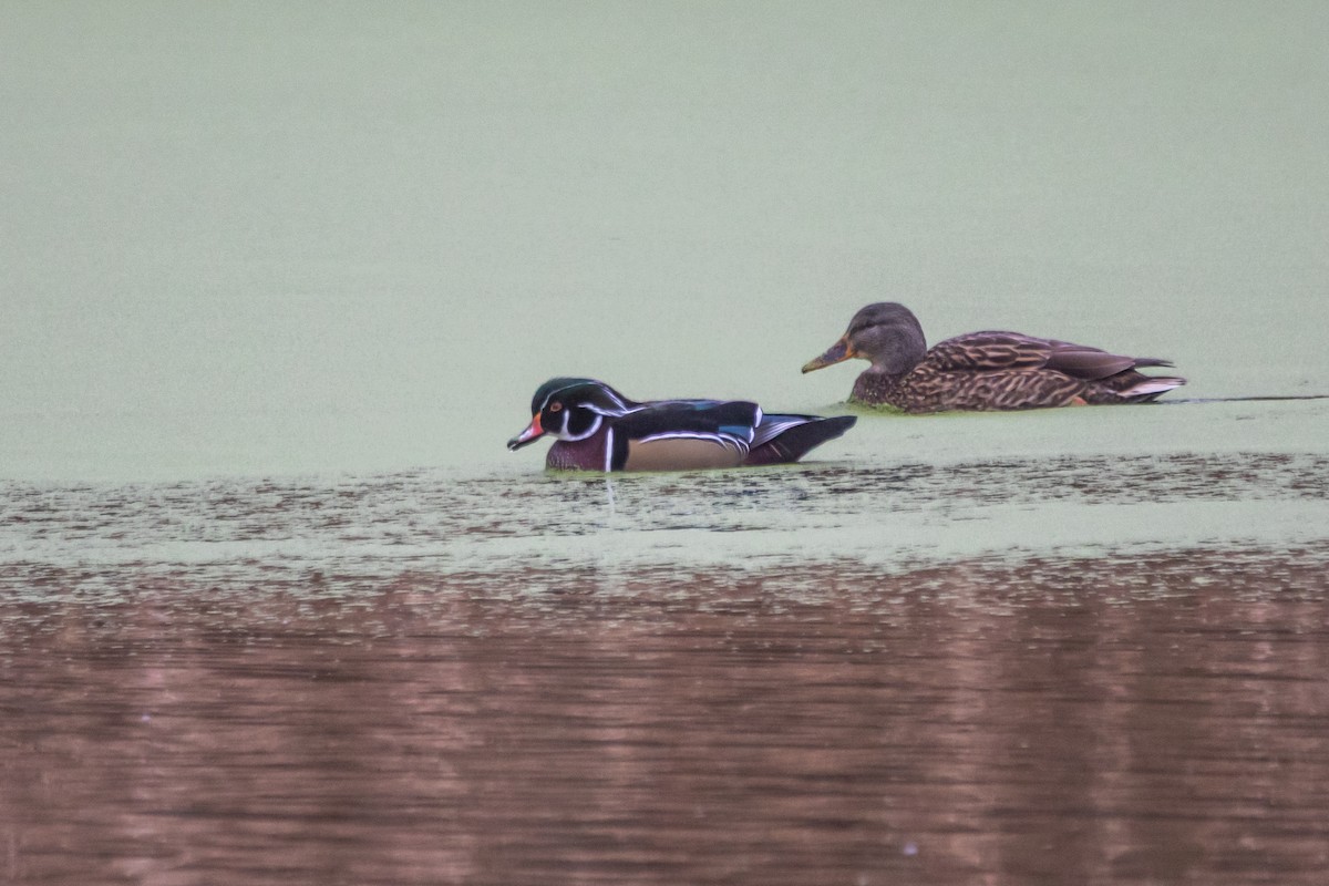 Wood Duck - ML645341968