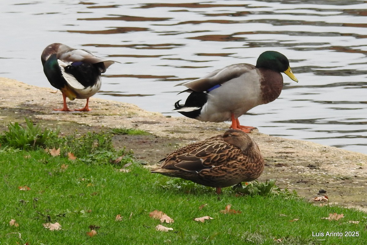 Mallard - ML645341970