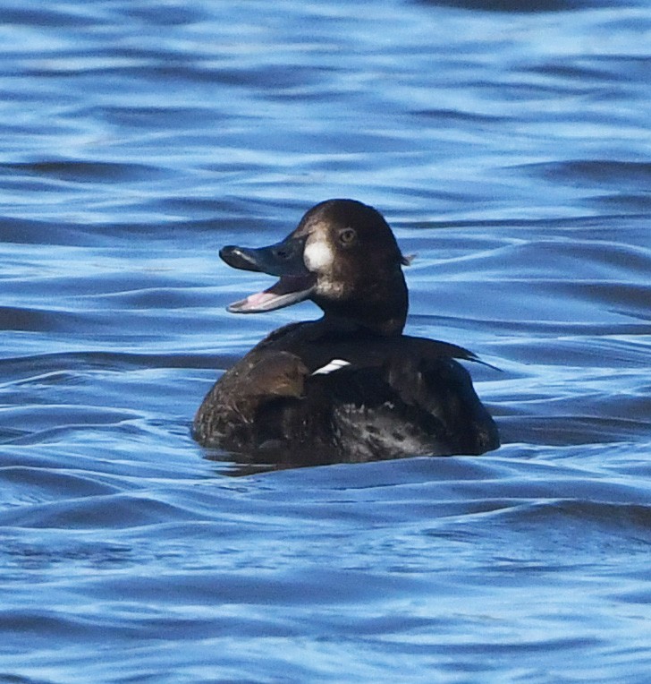 Greater Scaup - ML645341971