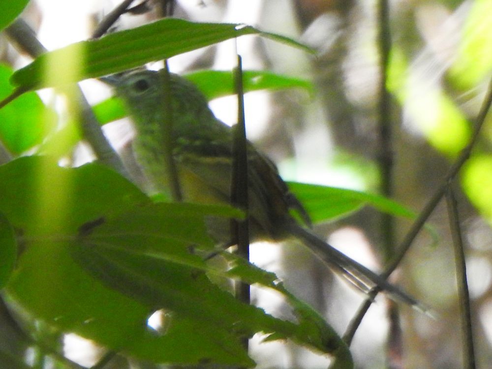 Klages's Antbird - ML645341972