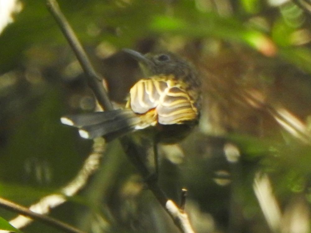 Klages's Antbird - ML645341973
