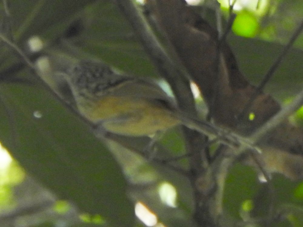 Klages's Antbird - ML645341974