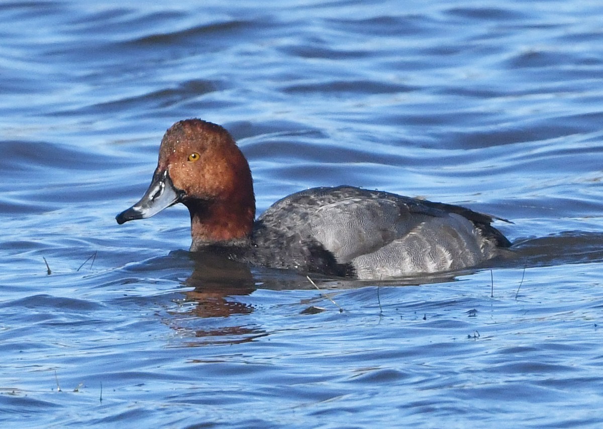 Redhead - ML645341980