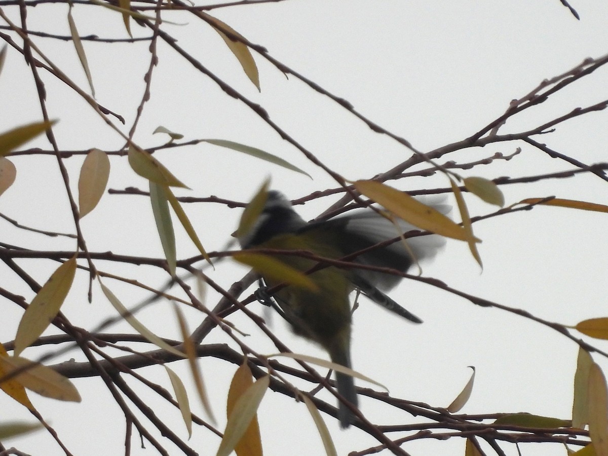 sýkora modřinka - ML645341983