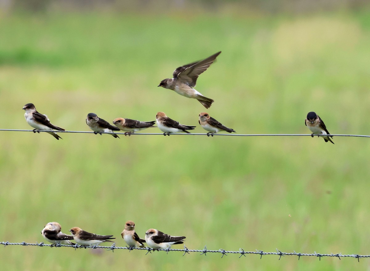 Fairy Martin - ML645341986