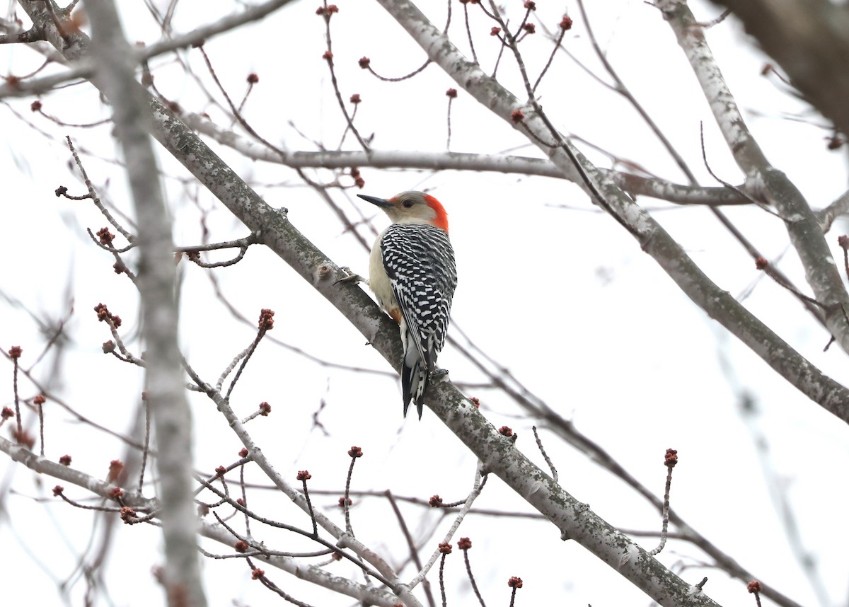 Red-bellied Woodpecker - ML645341988