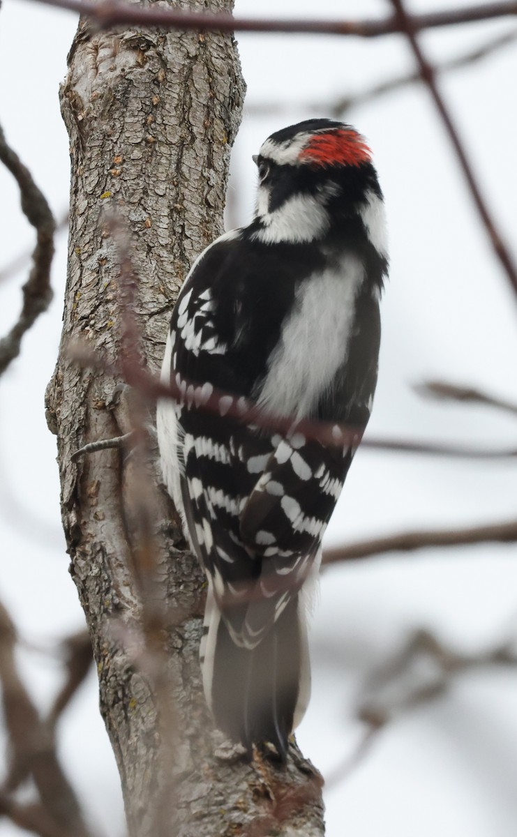 Downy Woodpecker - ML645341992
